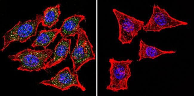 Goat Anti-Mouse IgG Secondary Antibody (DY488)