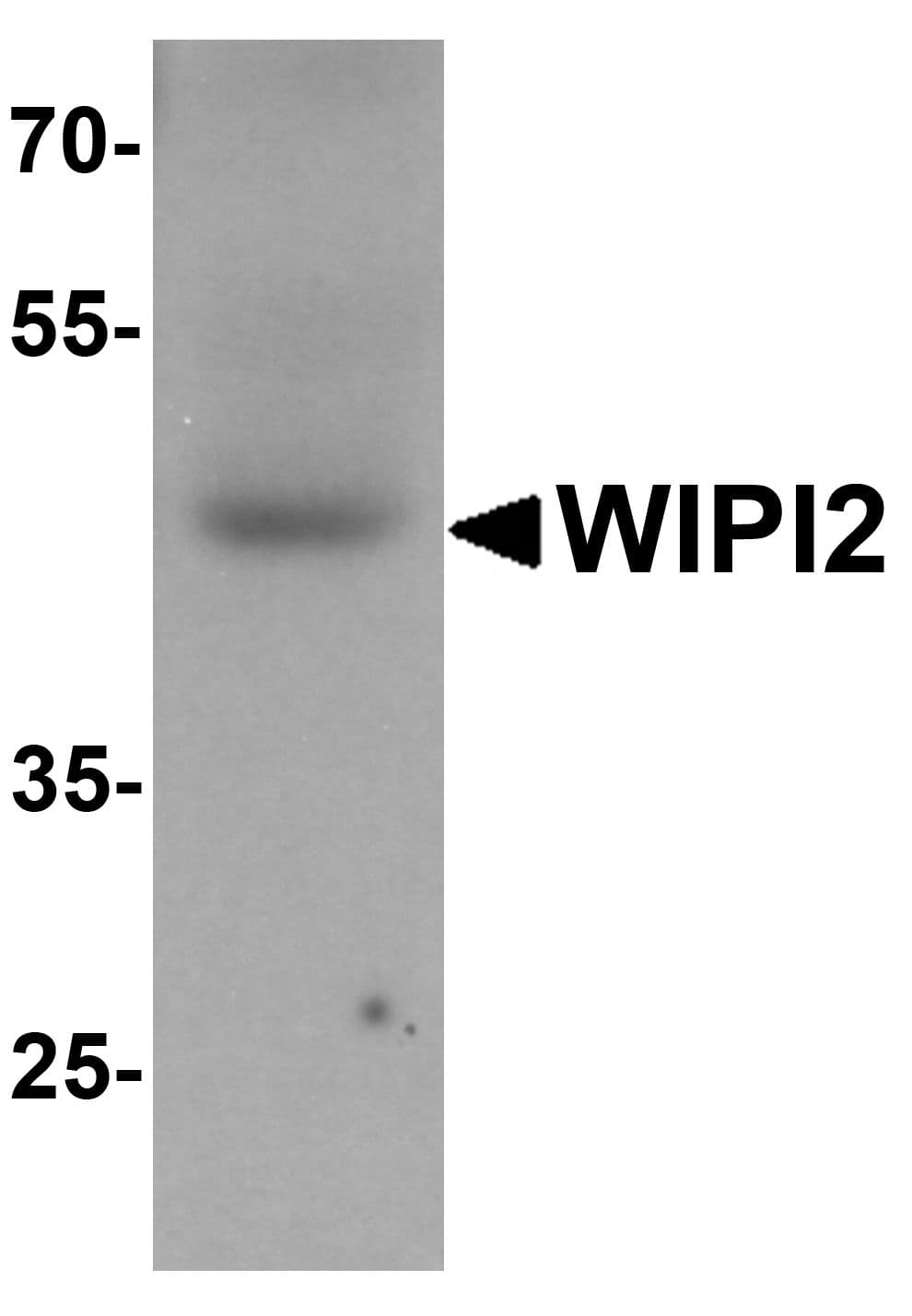 Polyclonal Rabbit anti-Human WIPI2 Antibody (WB)