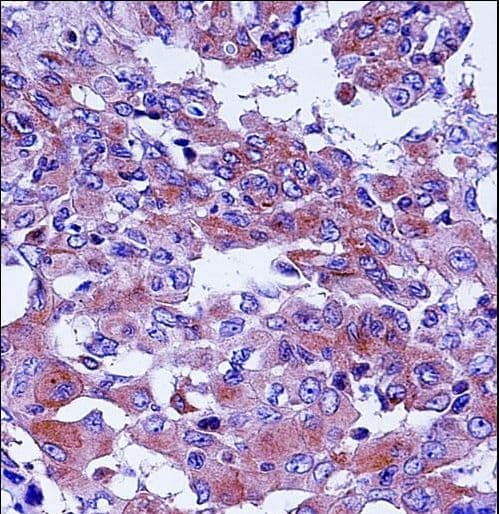 CD55 Antibody (aa51-79)