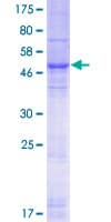 Human YIF1A Protein (Recombinant GST)