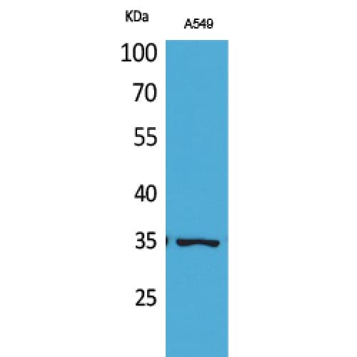 Polyclonal Rabbit anti-Human APEX1 / APE1 Antibody (acetylation site of K6., WB)