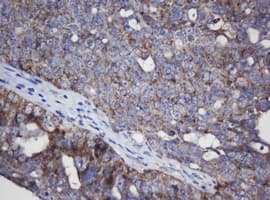 MRPL11 Antibody (clone OTI1E5)