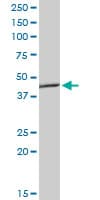 AGER / RAGE Antibody (clone 1C1)
