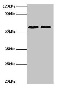 IHC-plus™ ESR2 / ER Beta Antibody