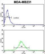 FMO3 Antibody (aa30-56)