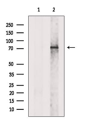 DDHD2 Antibody