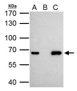 NR0B1 / DAX1 Antibody (aa96-406)