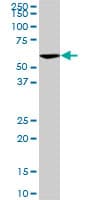 VRK2 Antibody (clone 3B10)