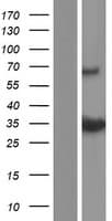BCL2L14 / BCL-G Protein (Over-Expression Lysate Myc-DDK (Flag))