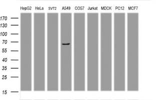 PDLIM5 / LIM Antibody (clone OTI1B5, Carrier-free)