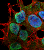 SHANK3 Antibody (clone S367-51)