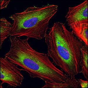 EEF1A1 Antibody