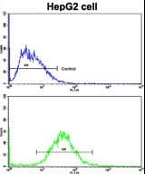 CCNA2 / Cyclin A2 Antibody (aa51-84)
