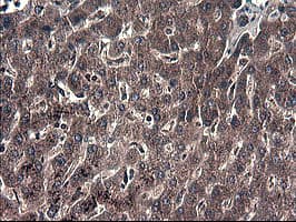 IDO1 / IDO Antibody (clone OTI1E11)