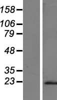 Complement C8g Protein (Over-Expression Lysate Myc-DDK (Flag))