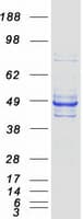 Human WDR4 Protein (Recombinant Myc-DDK (Flag))
