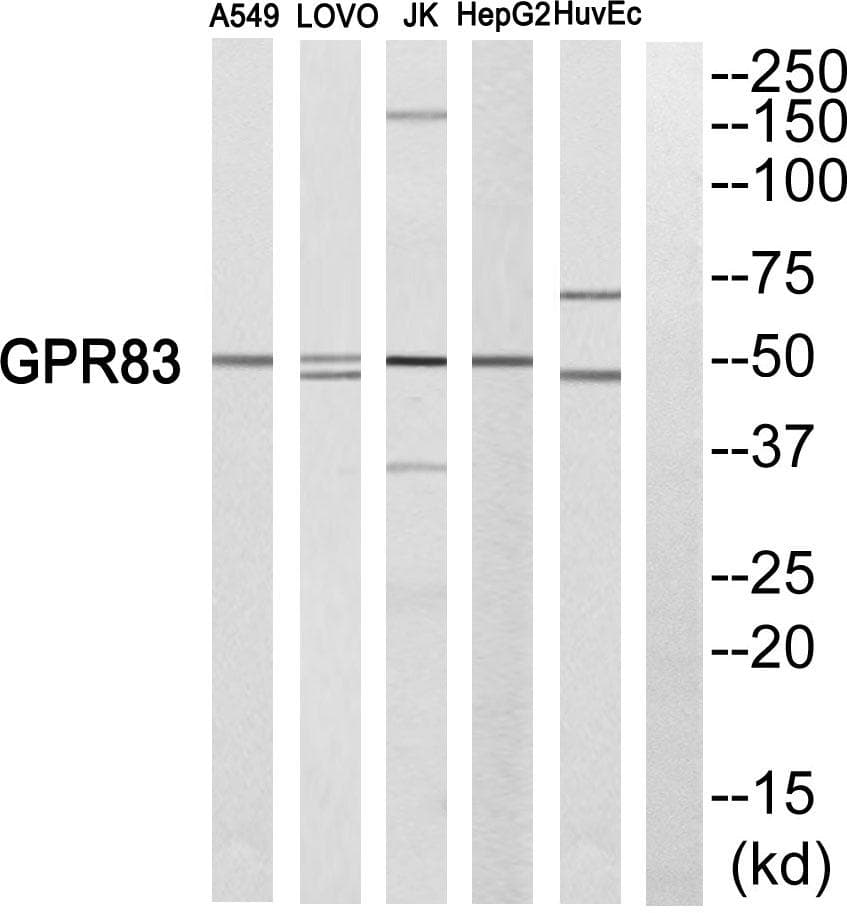 GPR83 Antibody