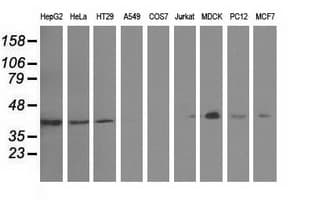 GAS7 Antibody (clone OTI2F6)