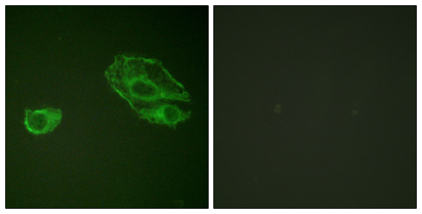 ERBB3 / HER3 Antibody (aa1256-1305)
