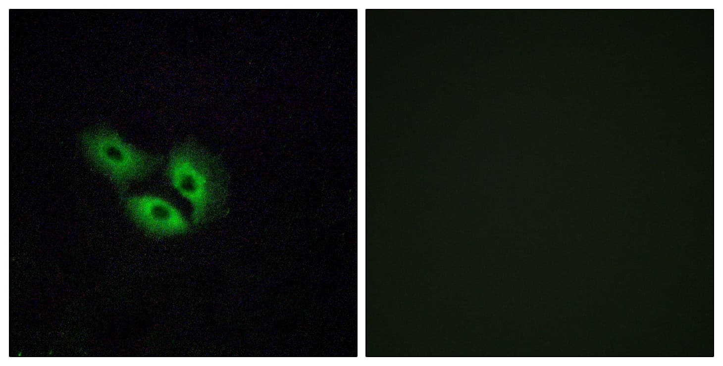OR4E2 Antibody (aa228-277)