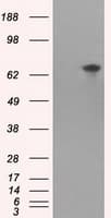 KIAA0153 / TTLL12 Antibody (clone OTI13H9)