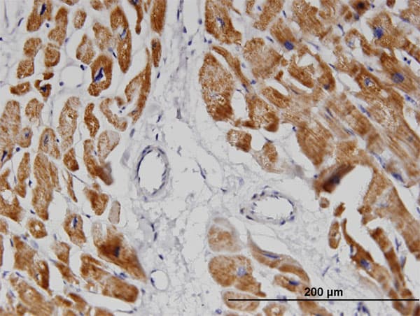 NDUFA8 Antibody (clone 2E10)