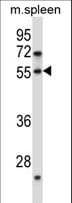 DOK7 Antibody (aa26-55)