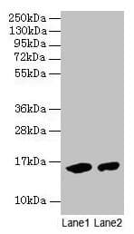 IHC-plus™ Hemoglobin Antibody