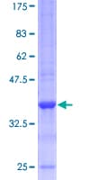 Human IL13 Protein (Recombinant GST)