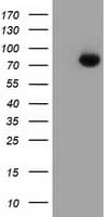 PTPRE / PTP Epsilon Antibody (clone OTI3B11, Carrier-free)