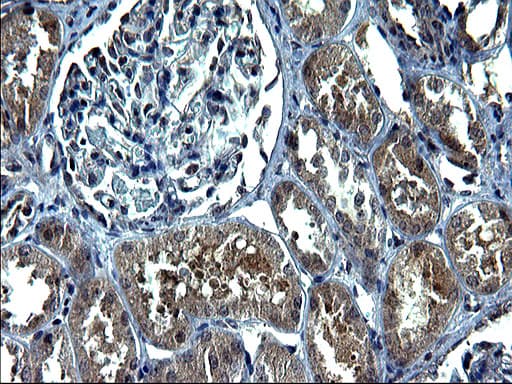 C12orf26 Antibody (clone OTI2B6, Carrier-free)