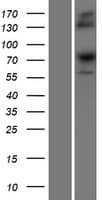 SRP68 Protein (Over-Expression Lysate Myc-DDK (Flag))