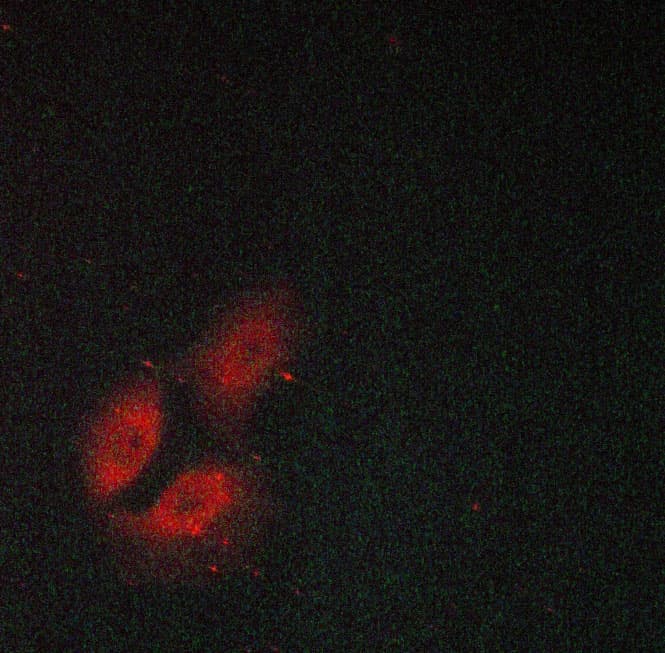 HSP90AB1 / HSP90 Alpha B1 Antibody