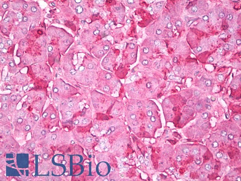 IHC-plus™ Chymotrypsin Antibody