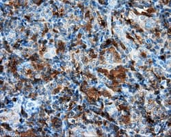 NPR3 Antibody (clone OTI4H1)