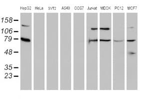 SCFD1 / SLY1 Antibody (clone OTI2E7)
