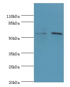 GDAP2 Antibody (aa1-496)