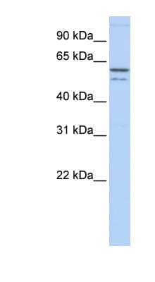 CRMP1 Antibody (N-Terminus)