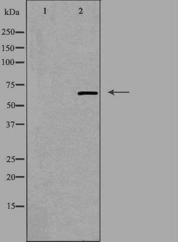GNL3L Antibody