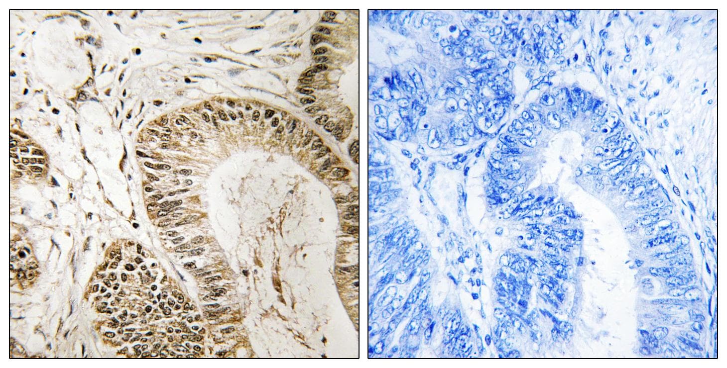 RGS1 Antibody