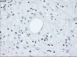 IRF3 Antibody (clone OTI5D2)