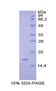 Dog BMP2 Protein (Recombinant His)