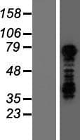 TBX3 Protein (Over-Expression Lysate Myc-DDK (Flag))