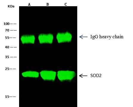 SOD2 / Mn SOD Antibody (Preservative Free)