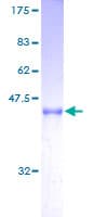 Human ARL2BP / BART Protein (Recombinant GST)