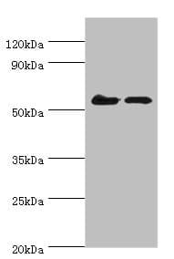 CDK16 / PCTAIRE Antibody (aa277-496)