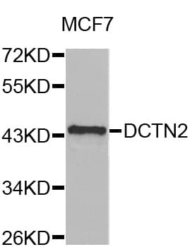 Polyclonal Rabbit anti-Human Dynactin 2 / Dynamitin Antibody (IHC, IF, WB)