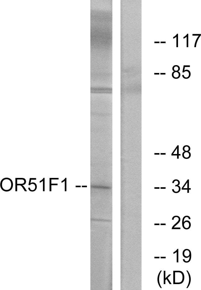 Polyclonal Rabbit anti-Human OR51F1 Antibody (IF, WB)