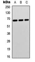 IHC-plus™ Polyclonal Rabbit anti-Human STXBP1 / MUNC18-1 Antibody (Internal, IHC, IF, WB)