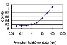 Monoclonal Mouse anti-Human c-Src Kinase / CSK Antibody (clone 3A3, WB)